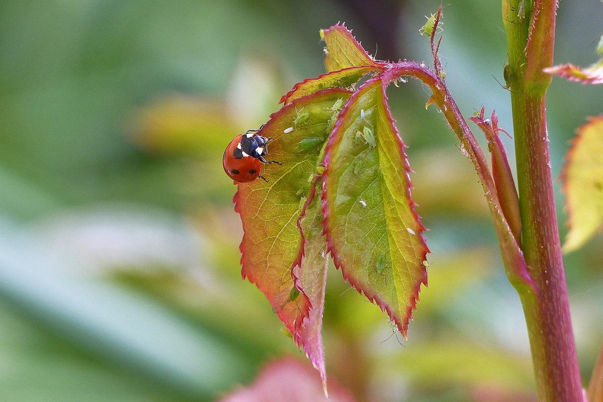 . Die Blattluse sind schon wieder da und zum Glck auch ein Marienkfer. 07.05.2015 (Jeanny)