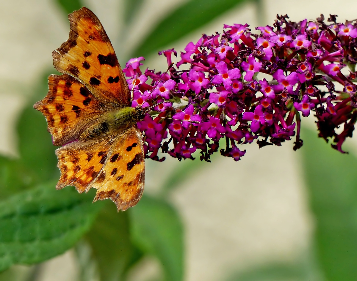 . Ein C-Falter (Polygonia c-album) hat den Schmetterlingsflieder entdeckt. 22.07.2014 (Jeanny)