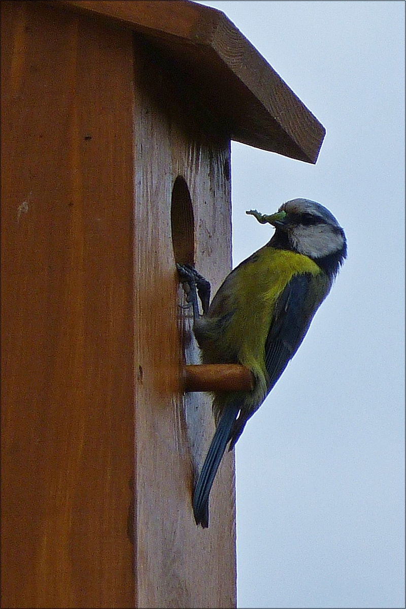 . Eine Blaumeise bringt ihren br�tenden Partner im Inneren des Nistkastens eine Raupe. (Detailaufname) 28.05.2018  (Hans)
