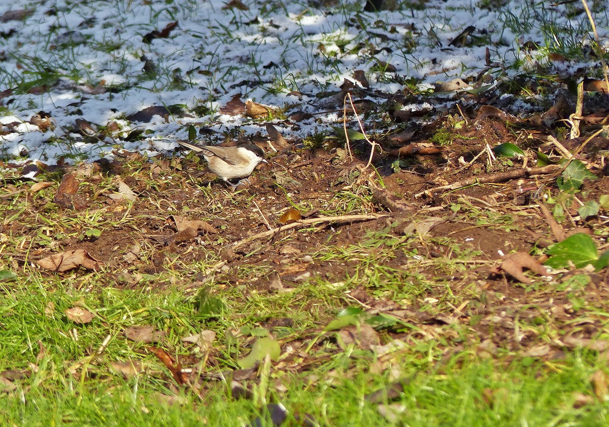 . Eine Sumpfmeise oder Nonnenmeise (Poecile palustris) auf Futtersuche in Goebelsmhle. 20.01.2015 (Jeanny)