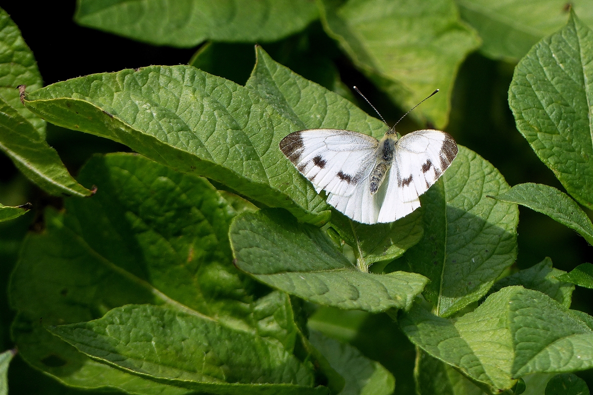 . Eine Zierde f�r's Kartoffelbeet. 13.07.2014 (Jeanny)