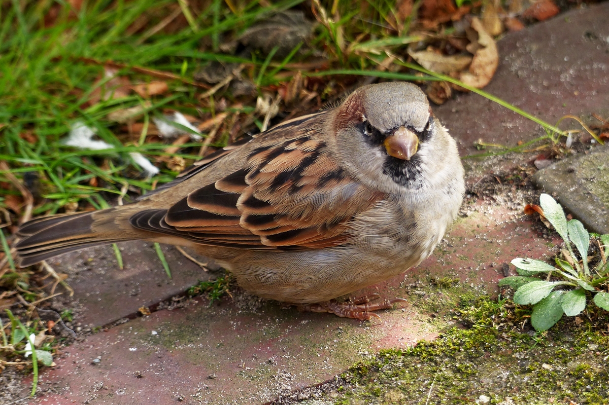 . Einen kleinen Kr�mel k�nnest Du aber schon runterfallen lassen. Spiekroog, 09.10.2014 (Jeanny)