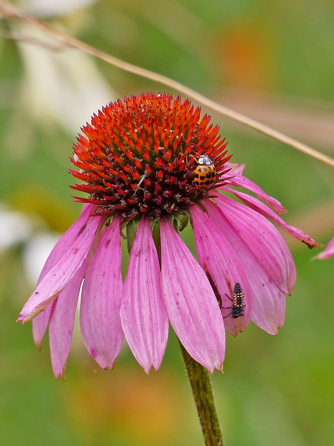 . Erst am PC entdeckt - Der Sonnehut in Bad Nauheim zieht nicht nur den asiatischen Marienk�fer an, sondern auch noch eine Marienk�fer Larve. 01.11.2014 (Jeanny)