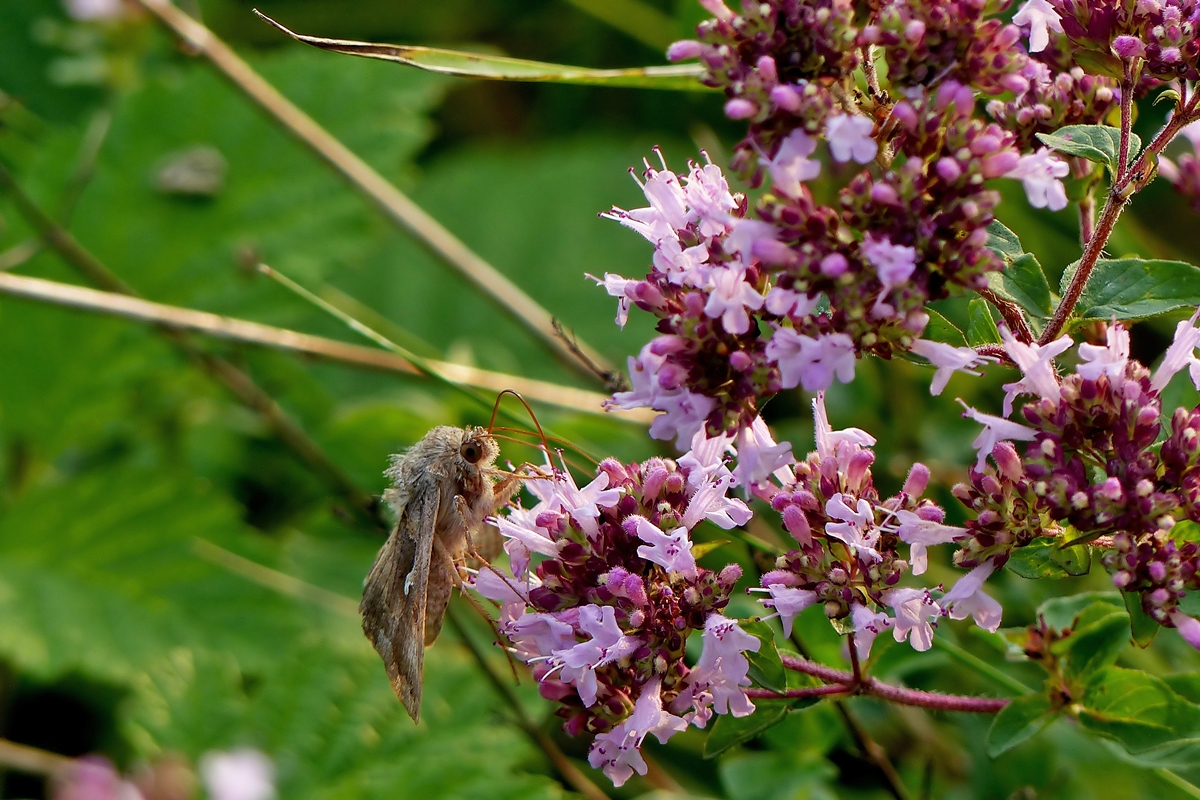 . Erwischt: Eine Gammaeule (Autographa gamma) beim Nektarnaschen. 22.07.2014 (Jeanny)