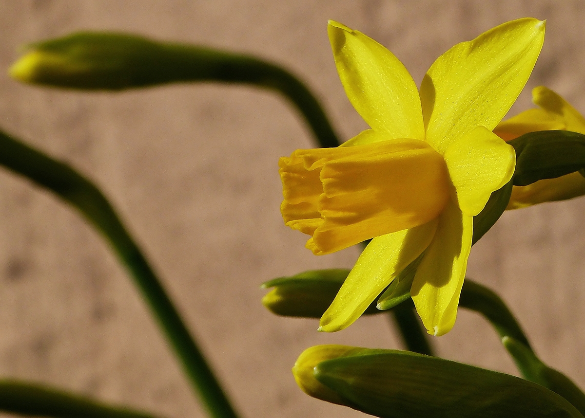 . Fast einen ganzen Monat frher, als letztes Jahr, hat die erste Narzisse in unserem Garten ihren Kelch geffnet. 09.03.2014 (Jeanny)