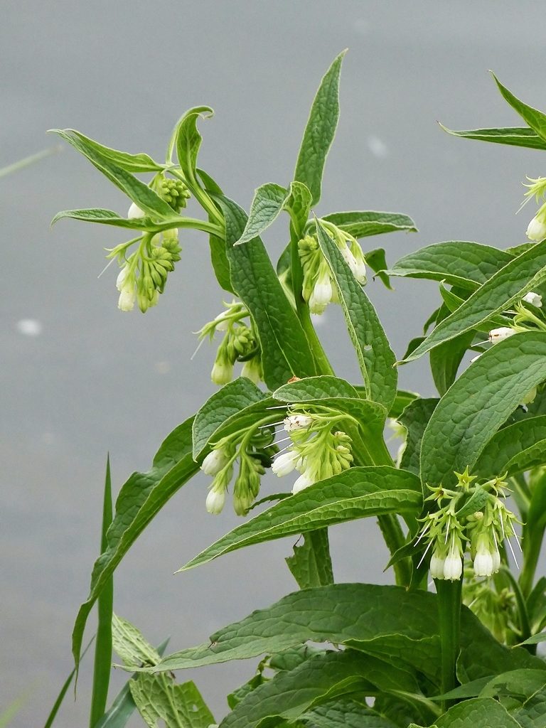 . Fr�hling an der Mosel. 26.04.2014 (Jeanny)
