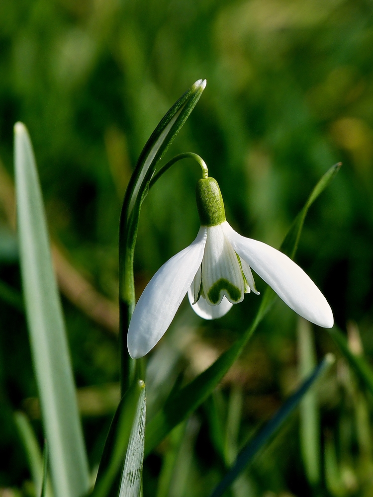 . Frhlingserwachen. 24.02.2014 (Jeanny)