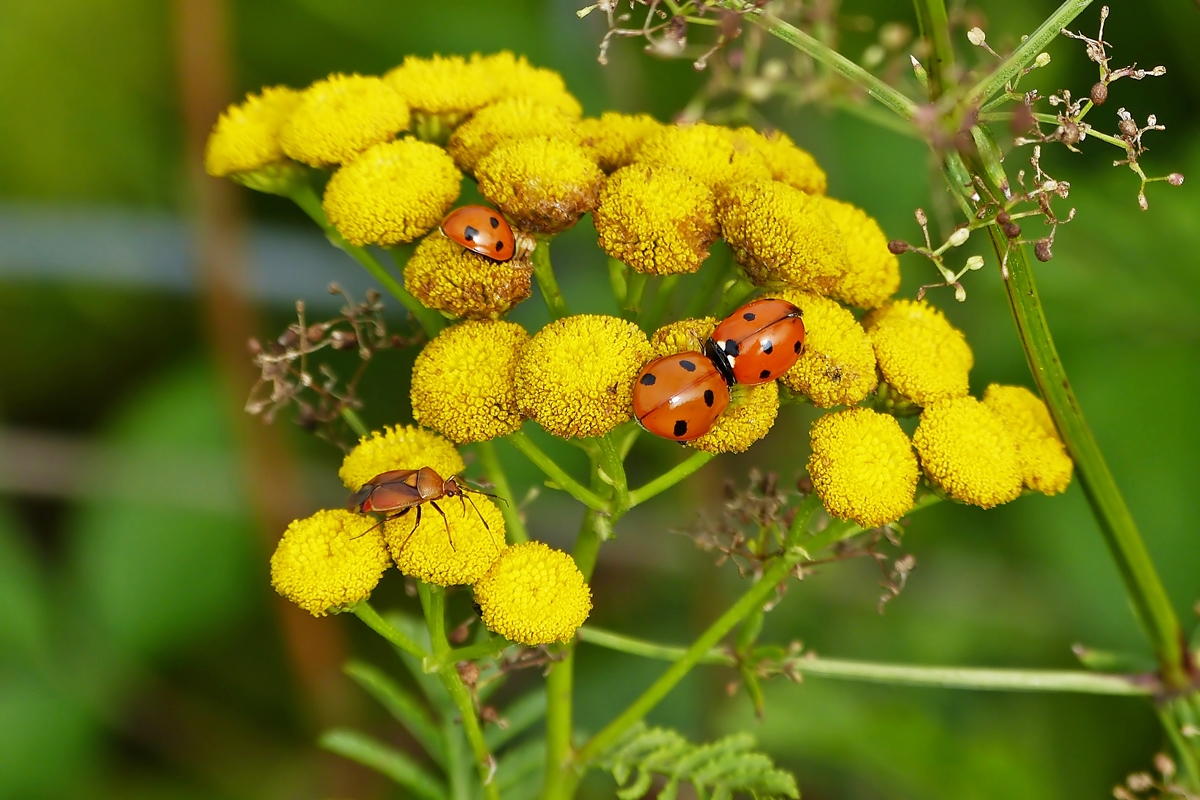 . Gut besuchte Bl�te. 09.08.2015 (Hans)