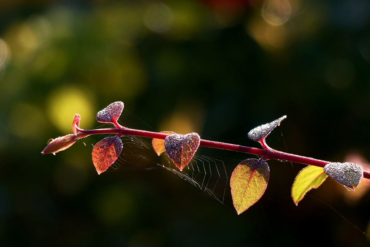 . Herbstliches Kunstwerk. 12.09.2014 (Jeanny)