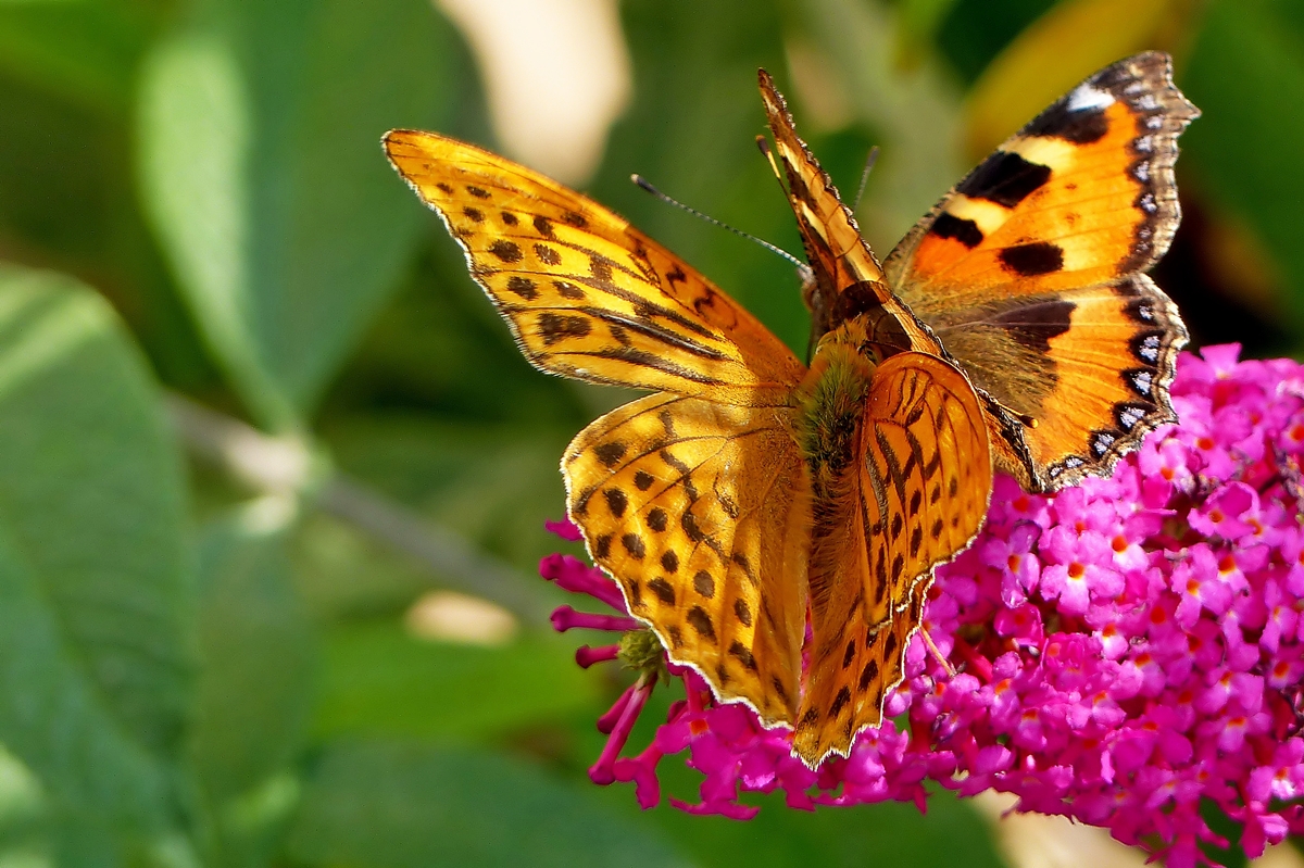 . Kampf um den besten Platz auf der Buddleja Blte. 27.07.2014 (Jeanny)