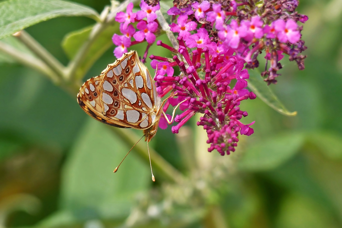 . Kleiner Perlmutterfalter (Issoria lathonia) mit geschlossenen Flgeln. 13.08.2015 (Jeanny) 

Letztes Jahr hatte ich den seltenen Falter mit gffneten Flgeln erwischt: 

http://wwwfotococktail-revival.startbilder.de/bild/Tiere+und+Pflanzen~Tiere~Verschiedenes/366793/-ein-kleiner-perlmutterfalter-issoria-lathonia.html