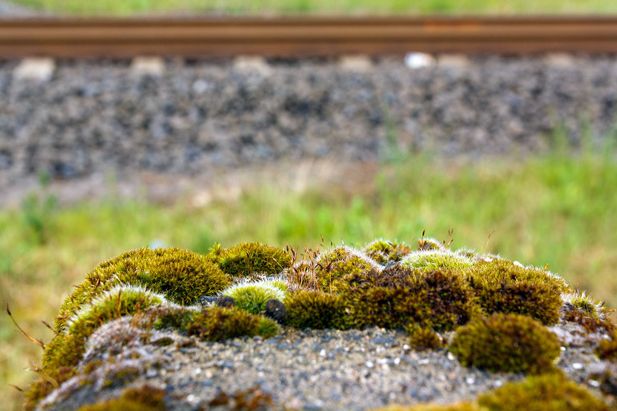 . Moos auf Kilometerstein 45 Oberwesterwaldbahn (KBS 461), Unnau-Korb am 12.05.2014.