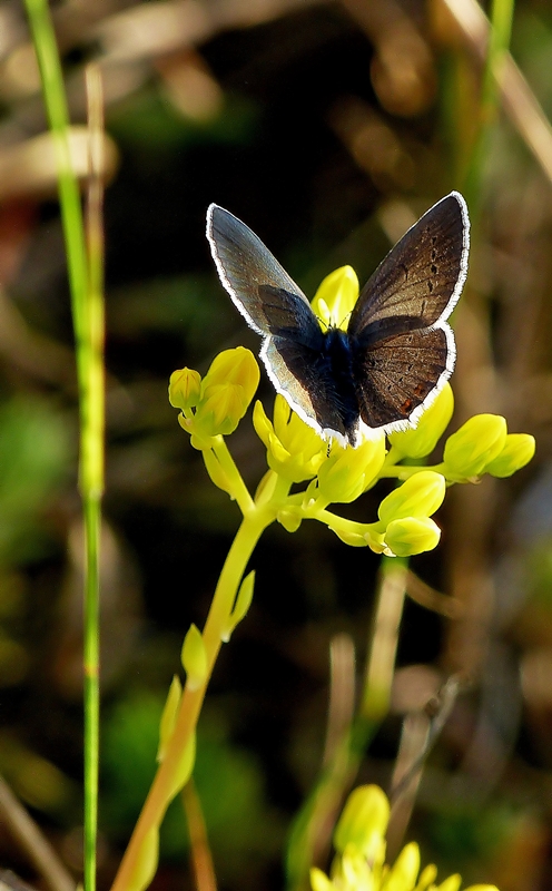 . Nur auf den zweiten Blick ist der Bl�uling zu erkennen, ein Brauner Feuerfalter (Lycaena tityrus) beim abendlichen Nektarnaschen. 03.04.2014 (Jeanny)
