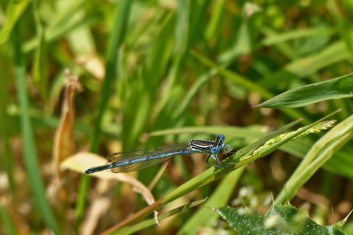 . Passend zu Christines Bild vom speisenden Marienkfer, lsst sich die Libelle ihre Beute ebenfalls gut schmecken. :-) 11.06.2015 (Jeanny)