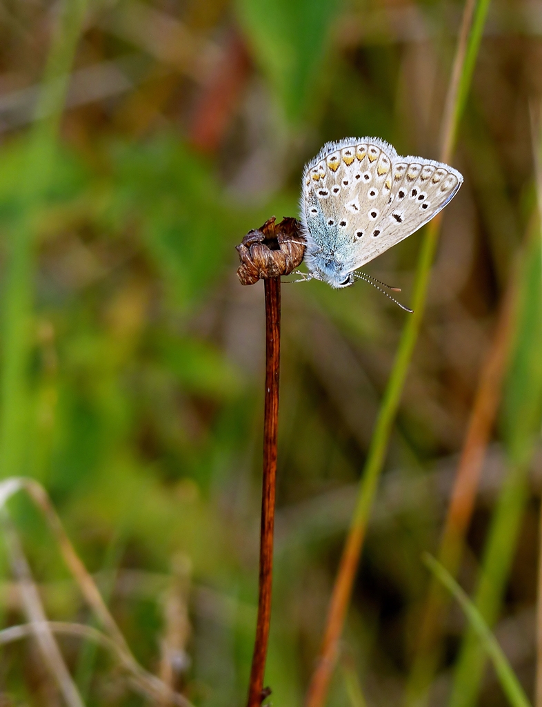 . Schlafender Hauhechel-Bluling. 22.07.2014 (Jeanny)