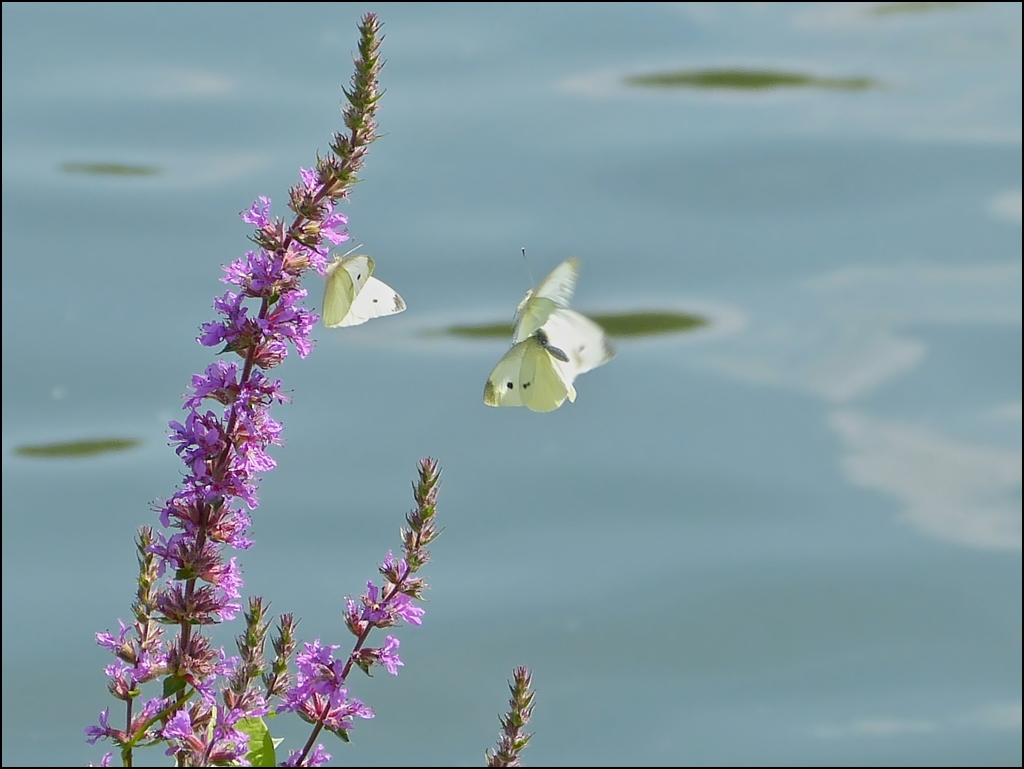 . Schmetterlingstanz an der Mosel. 21.08.2013 (Jeanny)