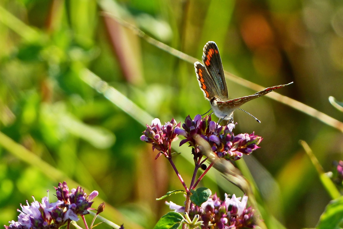 . Sehr selten in Mitteleuropa anzutreffen, das Weibchen des Kleines Sonnenrschen-Blulings (Aricia agestis). Wilwerwiltz, 17.07.2014 (Jeanny)