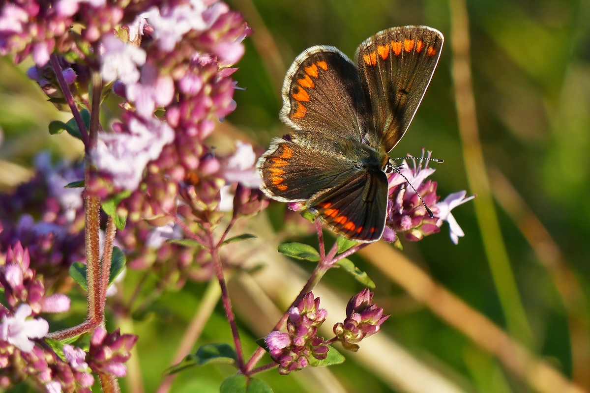 . Sehr selten in Mitteleuropa anzutreffen, das Weibchen des Kleinen Sonnenr�schen-Bl�ulings (Aricia agestis). Wilwerwiltz, 17.07.2014 (Jeanny)