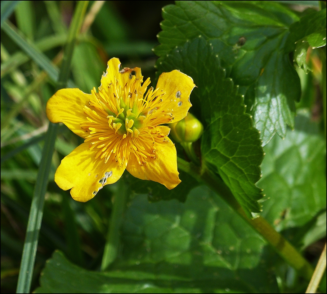 . Sumpfdotterblume (Caltha palustris). Planalp, 28.09.2013 (Jeanny)