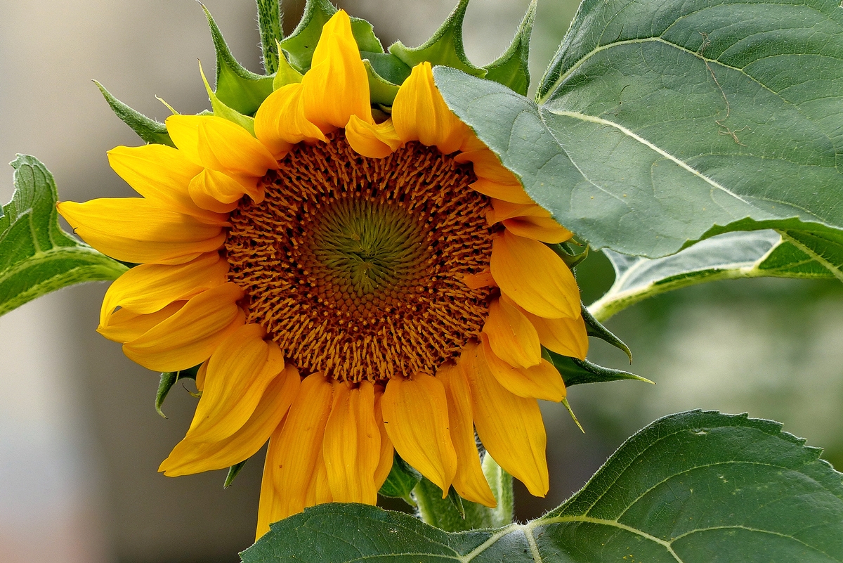 . Unsere einzige Sonnenblume in diesem Jahr, die anderen haben die Schneckenplage nicht �berlebt. 12.08.2014 (Jeanny) 