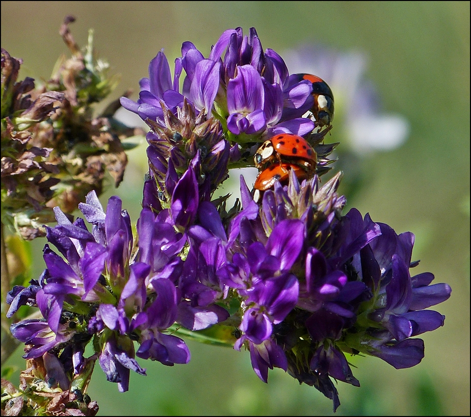 . Was treiben die beide denn da ? ;-) 21.08.2013 (Jeanny)