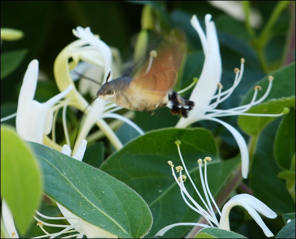 . Zu flink f�r meine Kamera, das Taubenschw�nzchen (Macroglossum stellatarum), auch Kolibrischw�rmer genannt. 21.07.2013 (Jeanny)                      