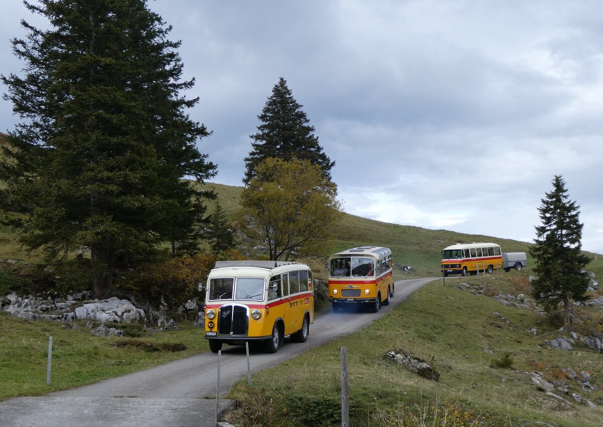 (268'120) - Schmid, Thrishaus - Nr. 3/BE 26'760 - Saurer/Gangloff (ex Geiger, Adelboden Nr. 3) + Nr. 9/BE 26'105 - Saurer/R&J (ex Geiger, Adelboden Nr. 9) + aus Deutschland: Hahn, Mnchen - Nr. 6/M-MB 309H - Mercedes (ex Mller, CH-Ennetmoos Nr. 6; ex Portenier, CH-Adelboden Nr. 6; ex Geiger, CH-Adelboden Nr. 6) am 12. Oktober 2024 bei der Bundalp