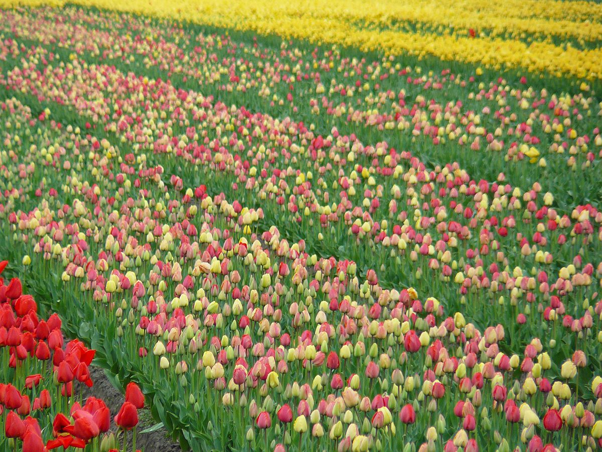 Blumenfelder bei Voorhout 06-04-2014.

Bloembollenvelden Randweg, Voorhout 06-04-2014.
