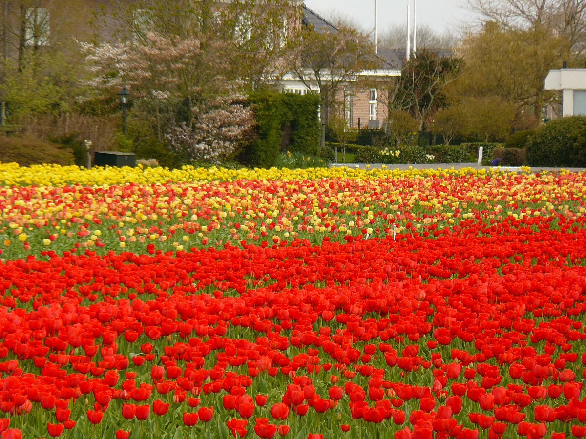 Blumenfelder bei Voorhout 19-04-2015. 

Bloembollenvelden Randweg, Voorhout 19-04-2015.