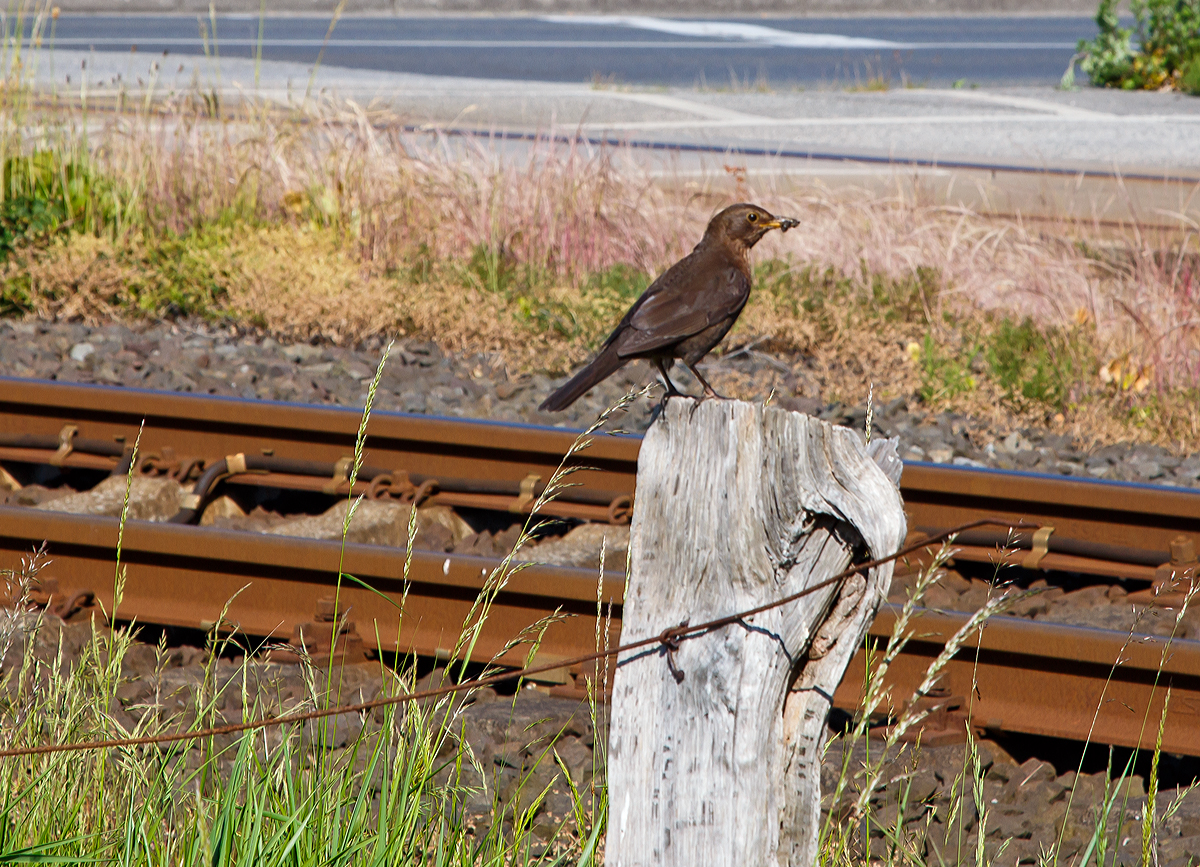 
Der frühe Vogel fängt den Wurm.....bzw. hat ihn schon gefangen, nun muss er erst wohl schauen ob die Strecke frei ist;-)

Gesehen am 12.06.2015 in Großenbrode an der Vogelfluglinie (KBS 141).