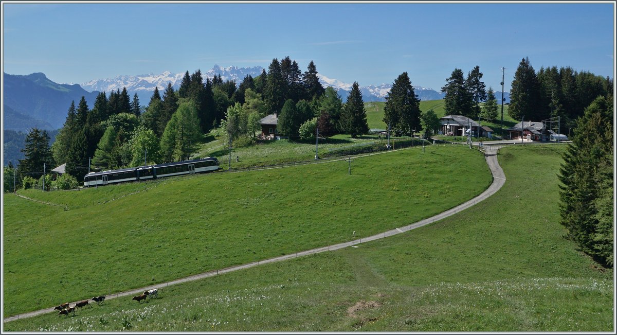 Der MVR SURF GTW ABeh 2/6 7502  Blonay  kurz vor der Station Les Pléiades, die rechts im Bild zu sehen ist. Im Hintergrund die Dent de Midi dazu, unten im Bild, ein paar, von den Kühen noch nicht aufgefressenen Narzissen und eilige Linsenputzer.
10.06.2016