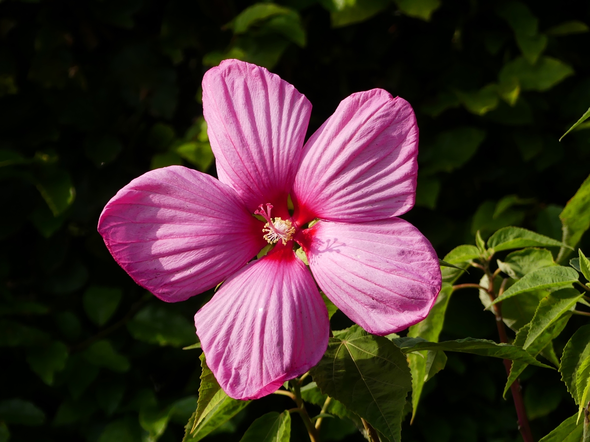 Der Sumpfeibisch (Hibiscus moscheutos), auch Roseneibisch genannt, ist eine Pflanzenart aus der Gattung Hibiskus (Hibiscus) in der Familie der Malvengew�chse (Malvaceae). 01.09.2019 (Jeanny)