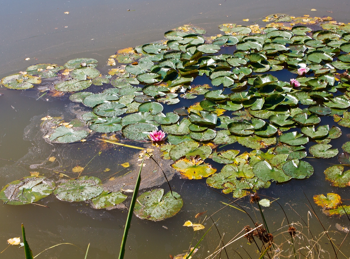 Die Seerosen gehen langsam auf...
Am 04.08.2013 am Elkenrother Weiher.