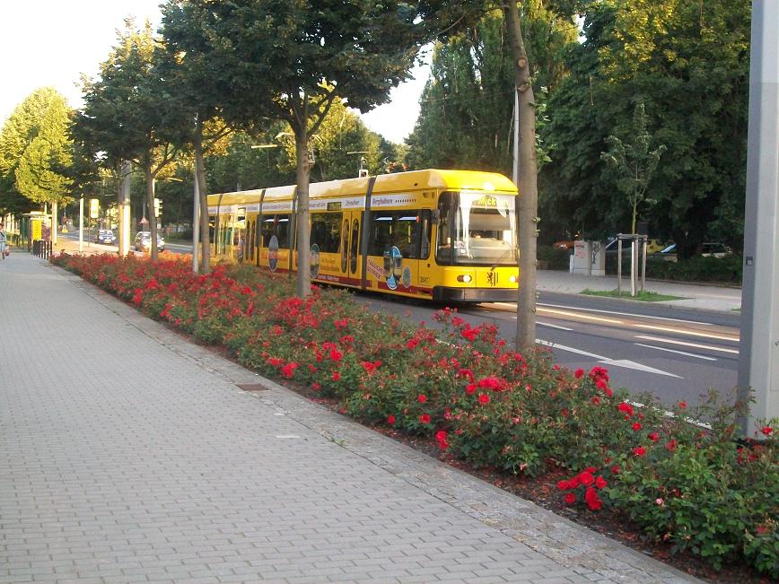 Dresdner Straßenbahn am 03.07.2009