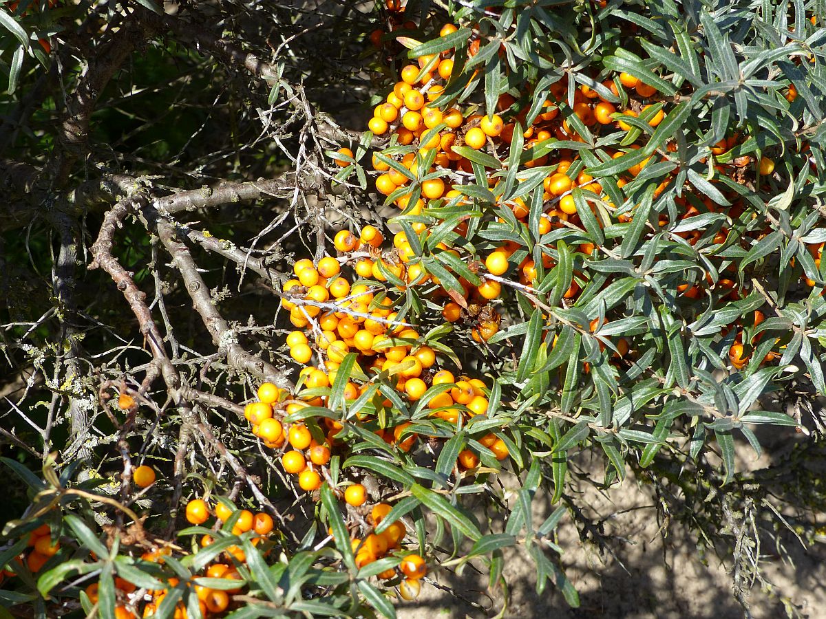 Dne bei Noordwijk 27-09-2015.

Duinen bij de Zeeweg, Noordwijk 27-09-2015.