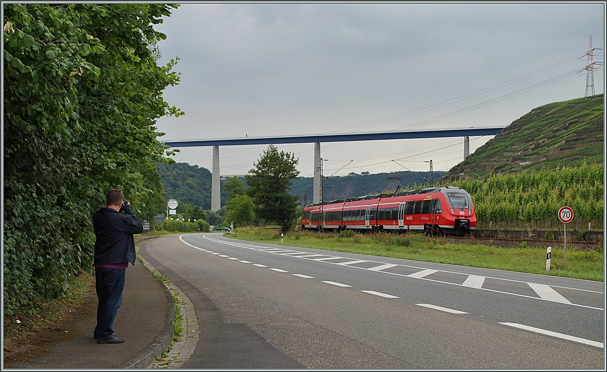 Ein  Hamster  bringt Farbe in den grauen Strassen-Alltag.
Zwischen Winningen und Kobern Gondorf, am 20. Juni 2014