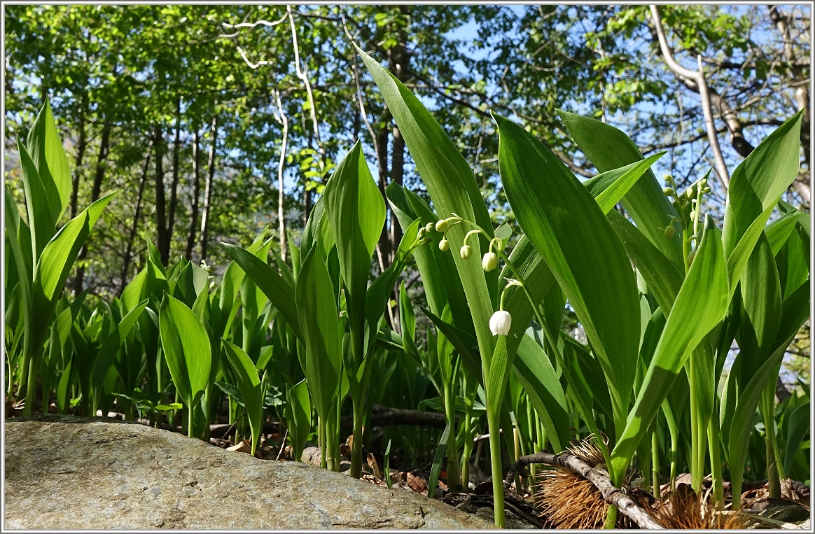 Ein Maiglöckchengruss zum 1.Mai
(14.04.2014)