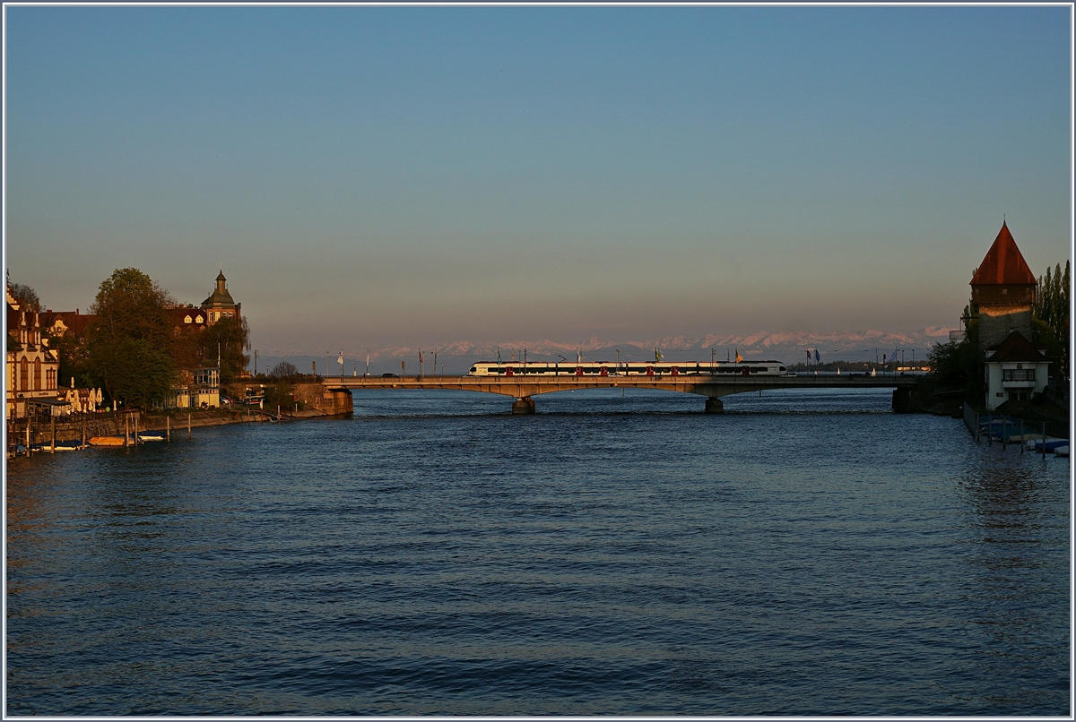 Ein  Seehaas  Flirt überquert in Konstanz den Rheinn. 
21. April 2017