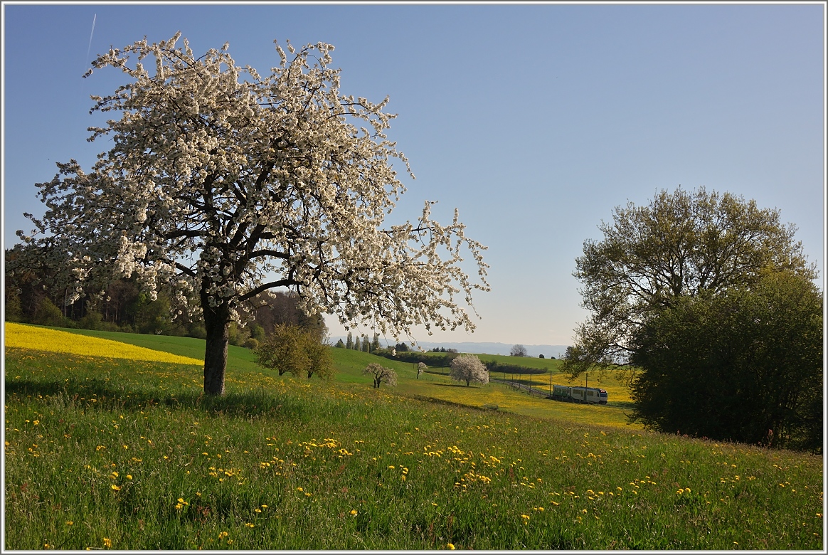 Ein Suchzugbild im Frühling bei Apples: Der BAM Regionalzug aus L'Isle erreicht in kürze den Bahnhof Apples.
(14.04.2017)