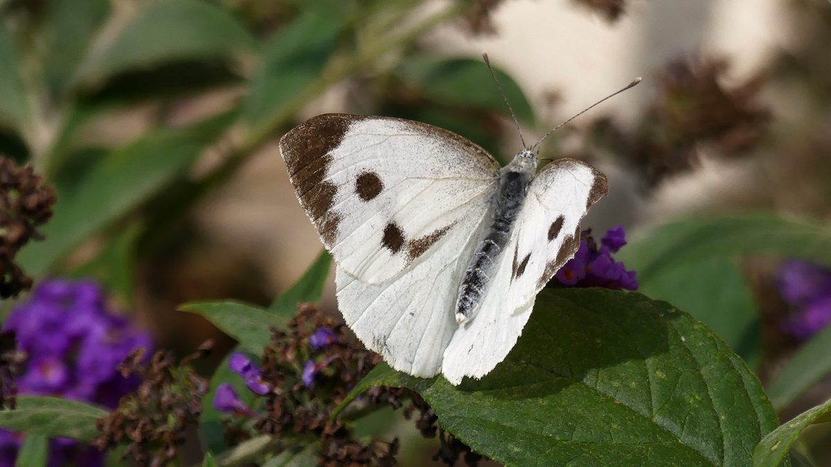 Ein Weiling mit halb geffneten Flgeln. 17.08.2018 (Jeanny)