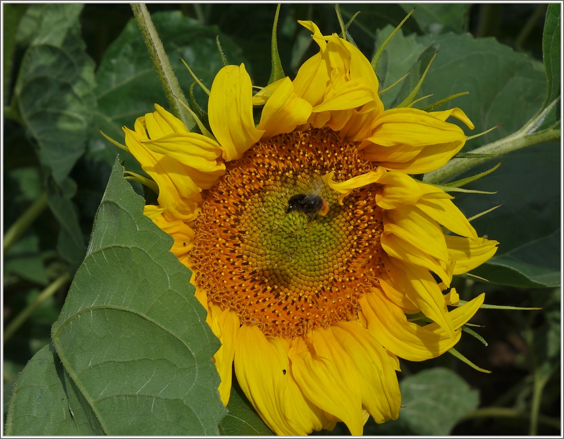 Eine Hummel kurz vor der Landung auf einer Sonnenblume.
(05.07.2014)