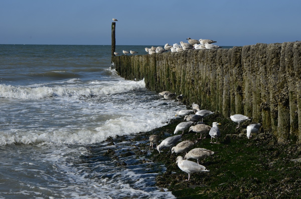 Einige haben den hheren berblick. Flut am Strand von Cadzand am 30.08.2013