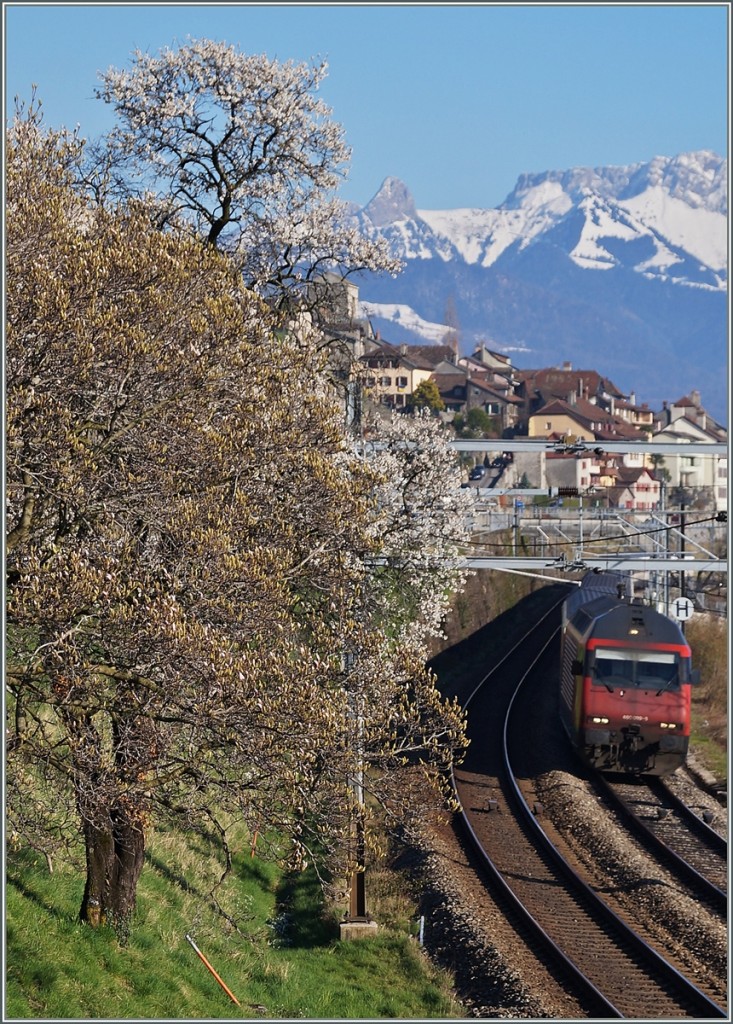 Erfreulich fruhe Frühlingsboten am  Kleinen See . 
Zwischen St- Saphorian und Rivaz, den 7. März 2014