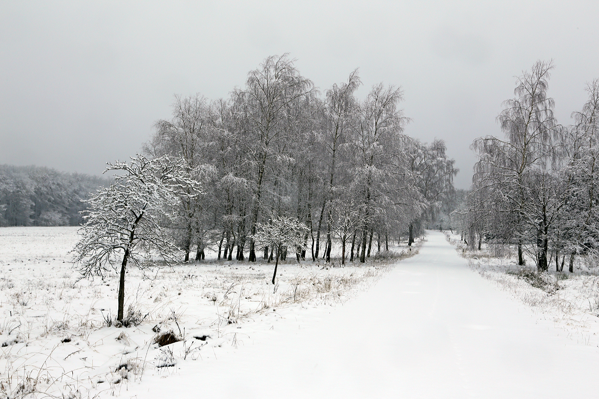 
Es ist wieder Winter auf den Höhen des Westerwaldes, hier am 26.01.2015 bei Nisterberg.
In den tieferen Lagen ist es Regen aber hier auf ca. 527 m.ü.M. sieht es doch anders aus.