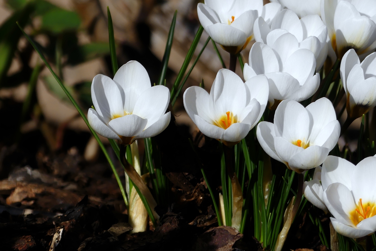 Fr�hling mitten im tiefsten Winter. 05.02.2020 (Jeanny)
