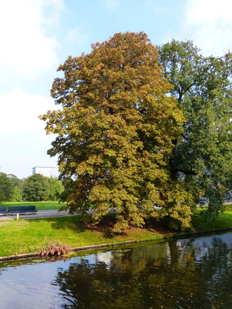 Herbstfarben Prinsessegracht, Den Haag 04-10-2015.

Kastanjeboom in herfstkleuren Prinsessegracht, Den Haag 04-10-2015.