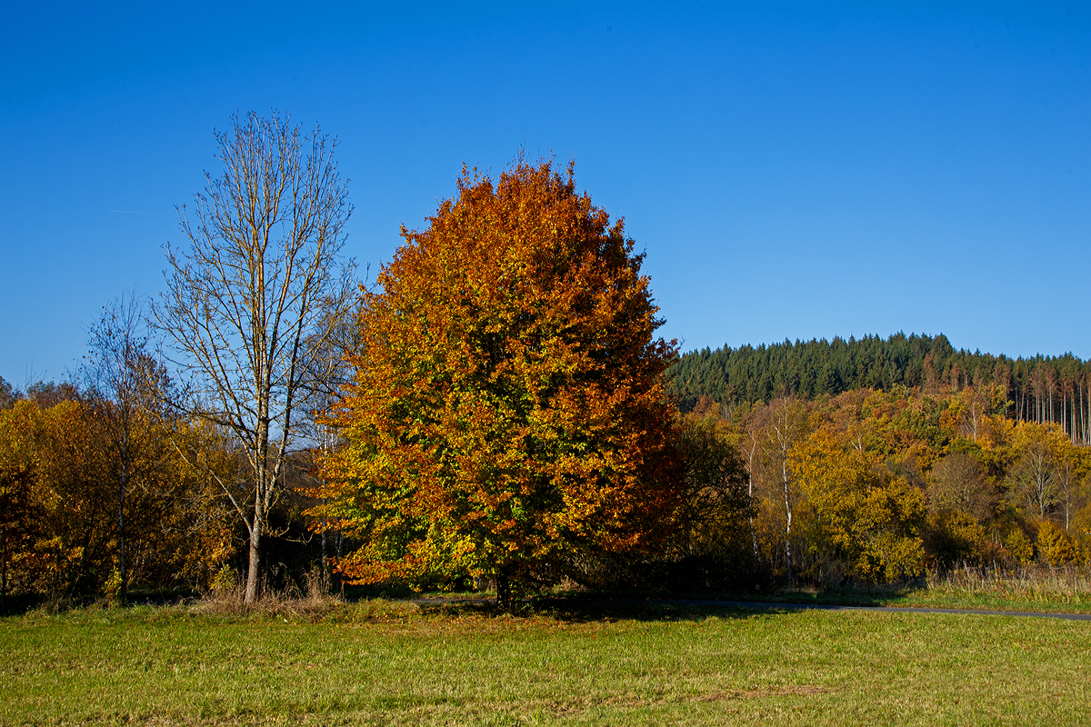 Herbstzeit im Siegerland...
Im Vordergrund (Bildmitte) eine Rotbuche mit herbstlicher Färbung bei Wilnsdorf-Rudersdorf am 28.10.2021. Die Rotbuche (Fagus sylvatica) ist ein in weiten Teilen Europas heimischer Laubbaum, in der Umgangssprache wird sie gewöhnlich als Buche bezeichnet. Für 2022 wurde die Rotbuche in Deutschland zum „Baum des Jahres“ ausgerufen.

Wobei (hinten rechts) die Fichten sollten eigentlich nicht  gefärbt bzw. abgestorben sein. Aber leider gibt es hier Zulande riesige Forstschäden durch den Borkenkäfer. Die ganzen älteren Fichtenbestände sind abgestorben und mussten bzw. müssen noch abgeholzt werden. Riesige Flächen müssen danach wieder aufgeforstet werden, nur welche Baumarten sind für Zukunft die richtigen......