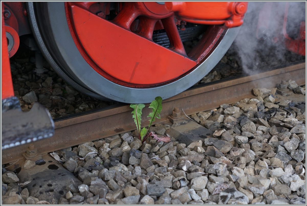 In der Regel fügt sich die Bahn ja sehr gut in die Natur ein,  doch keine Regel ohne Ausnahme, wie dies Bild zeigt.
Blonay, den 15.05.2016