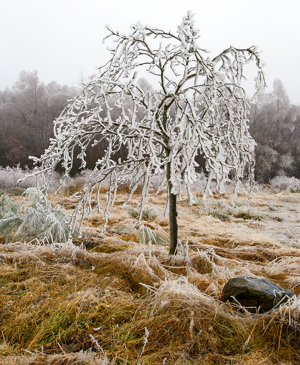 
Mehr Eis als Baum, am 22.12.2016 bei Friedewald. Es regnete, aber auf dem Höhen des Westerwaldes war es noch kalt, so gefror der Regen auf dem was er traf.