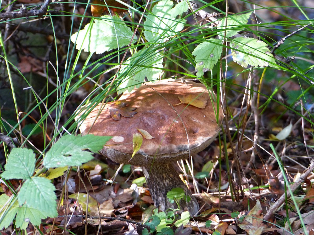 Pilz in Naturpark  De Pan van Persijn , Katwijk, Niederlande 30-10-2016.

Paddenstoel in natuurpark De Pan van Persijn, Katwijk 30-10-2016.